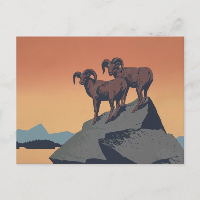 Postal Bighorn Oveja Estadounidense Vida Silvestre Occide (Anverso)