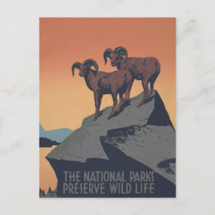 Postal Bighorn Oveja Estadounidense Vida Silvestre Occide
