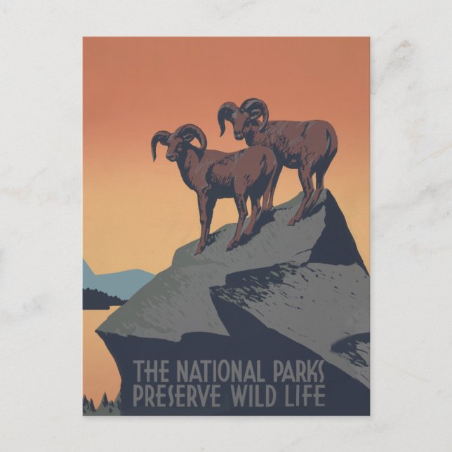 Postal Bighorn Oveja Estadounidense Vida Silvestre Occide (Anverso)