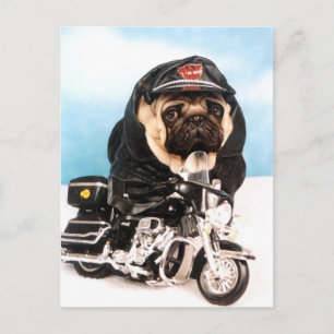 Postal Biker Pug Dog