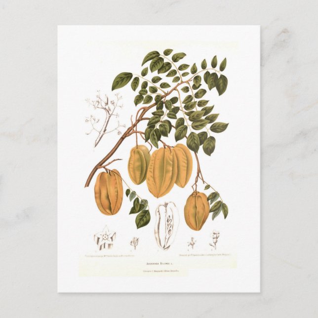 Postal Bilimbi (Anverso)