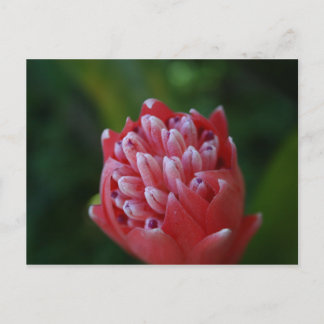 Postal Billbergia Bromeliad