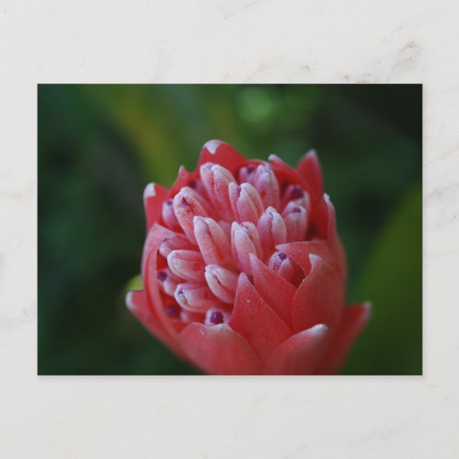 Postal Billbergia Bromeliad (Anverso)
