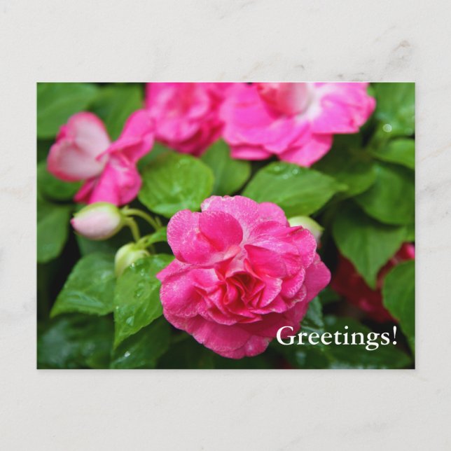 Postal - Billete caliente (Anverso)