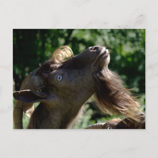 Postal Billy Goat