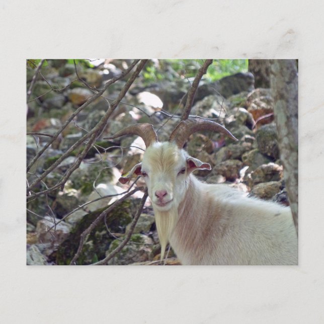 Postal Billy Goat (Anverso)