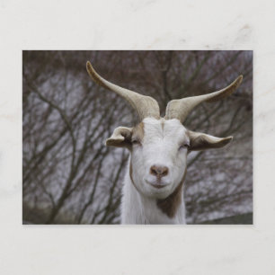Postal Billy Goat
