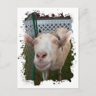 Postal Billy Goat