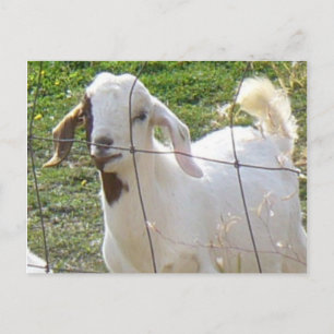 Postal Billy Goat 2 Postcard
