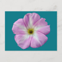 Bindweed #1