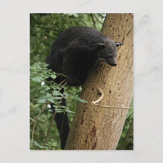 Postal binturong (Anverso)