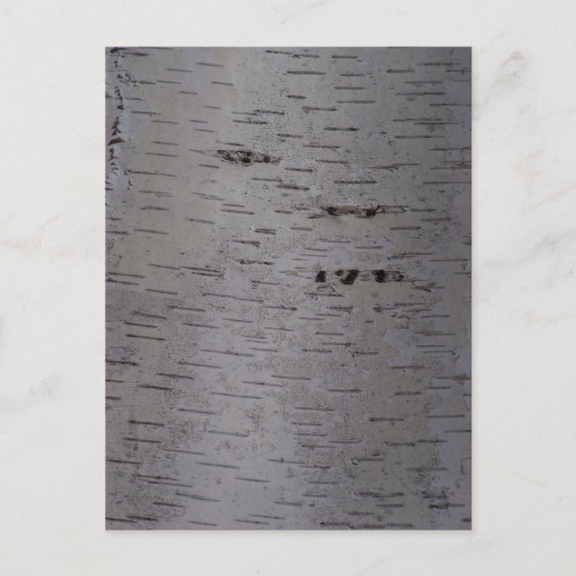 Postal Birch Bark (Anverso)