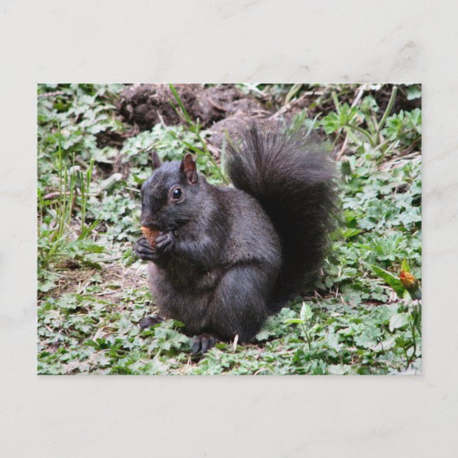 POSTAL BIRCH BAY SQUIRREL (Anverso)