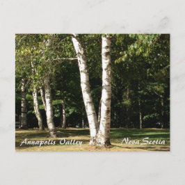 Postal Birch blanco