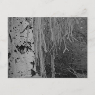Postal Birch de llanto negro y blanco en invierno