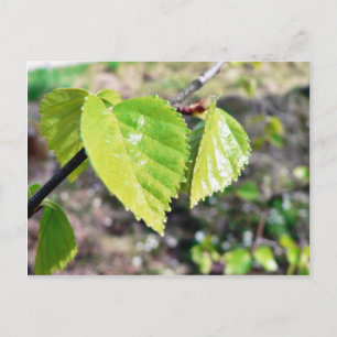 Postal Birch deja hojas verdes