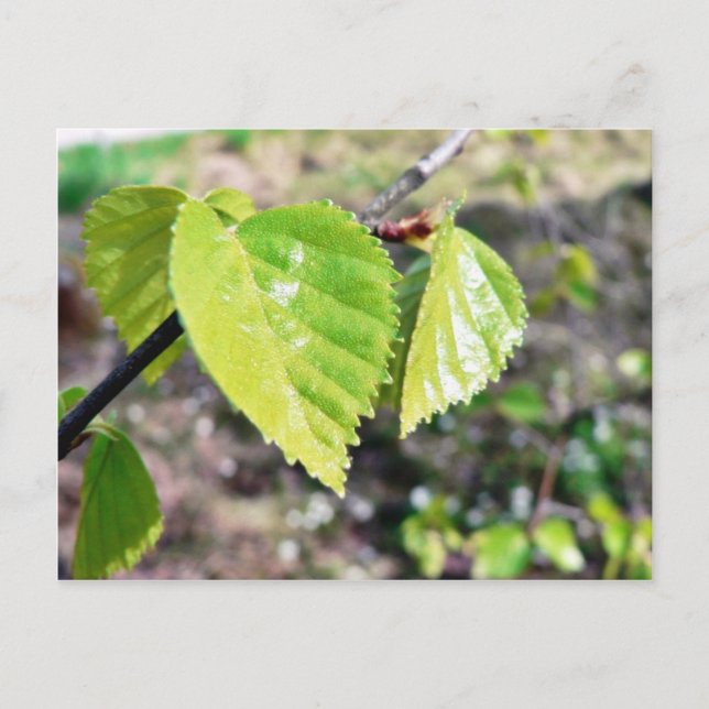 Postal Birch deja hojas verdes (Anverso)