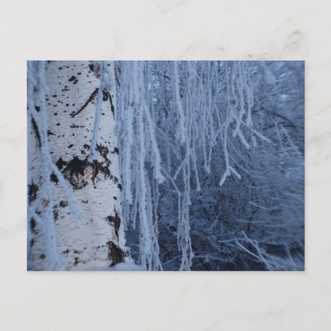 Postal Birch lloroso en invierno (Anverso)