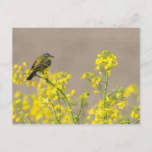 Postal Bird