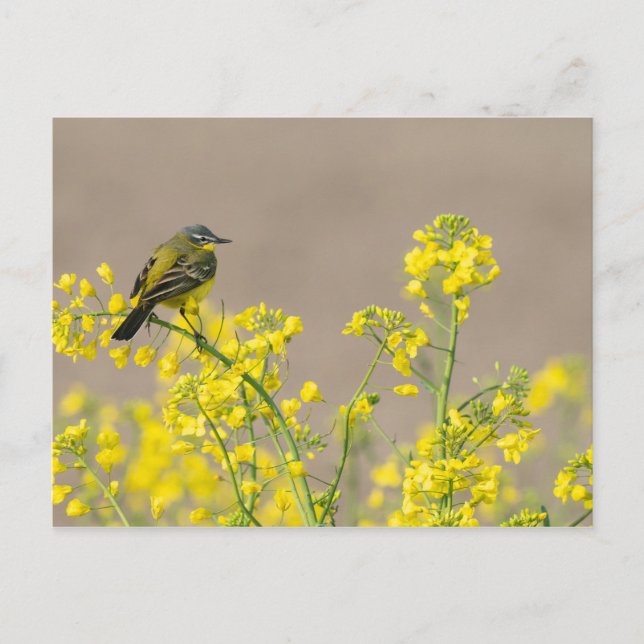 Postal Bird (Anverso)