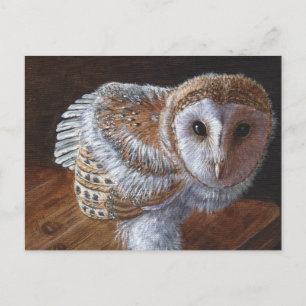 Postal Bird Barn Owl Bird