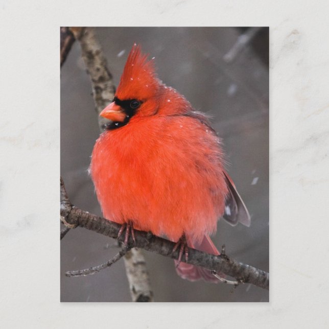 Postal Bird Snow (Anverso)