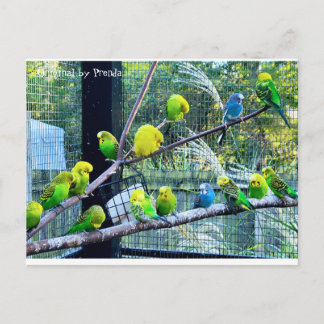 Postal Birdies