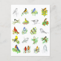 Birds Bluebird Cardinal Chickadee Ornitology Art