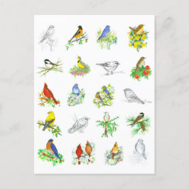Postal Birds Bluebird Cardinal Chickadee Ornitology Art