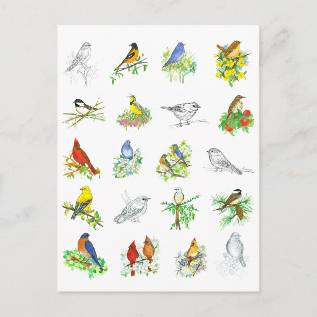 Postal Birds Bluebird Cardinal Chickadee Ornitology Art (Anverso)