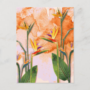 Postal Birds of Paradise in Bloom