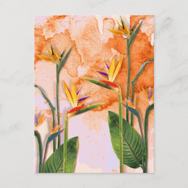 Postal Birds of Paradise in Bloom (Anverso)