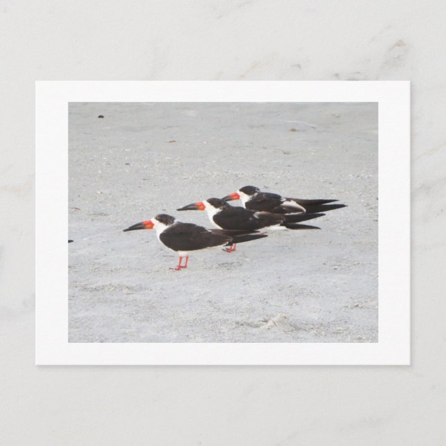 Postal Birds on the Beach (Anverso)