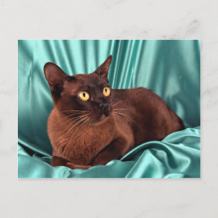 Postal Birmano, marrón