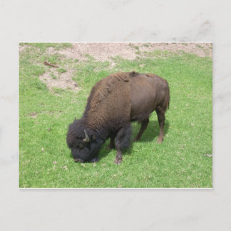 Postal Bison