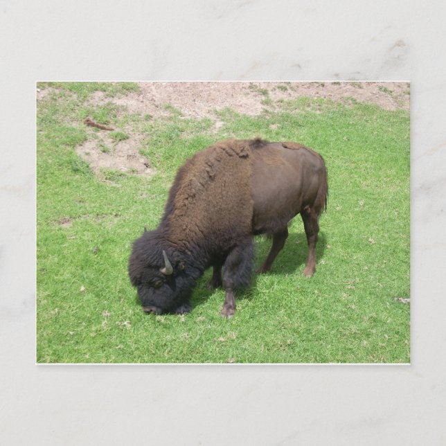 Postal Bison (Anverso)