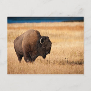 Postal Bison