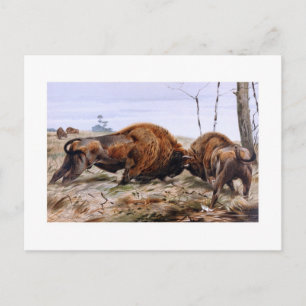 Postal Bison