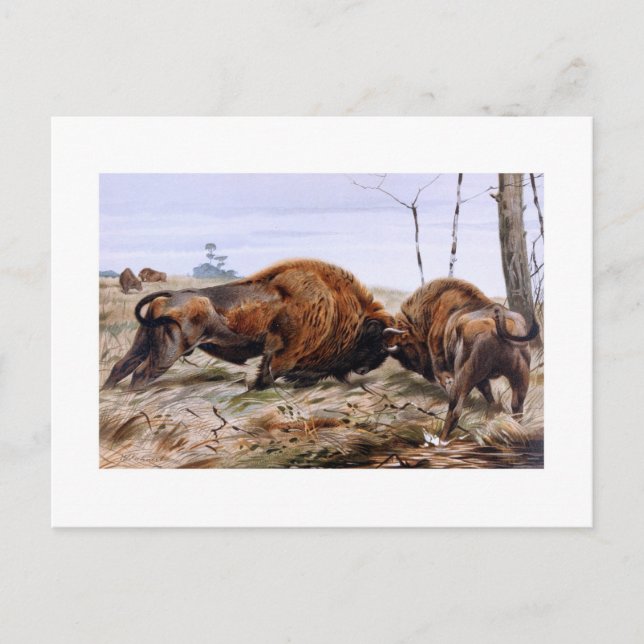 Postal Bison (Anverso)