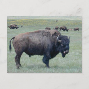 Postal Bison