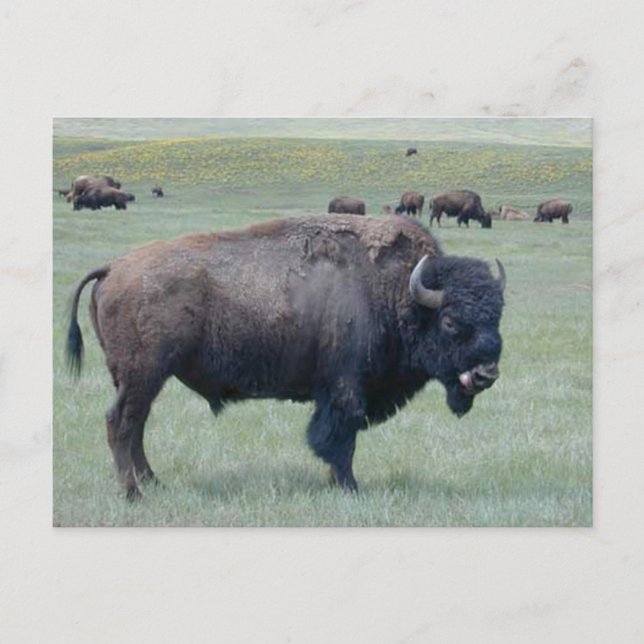 Postal Bison (Anverso)