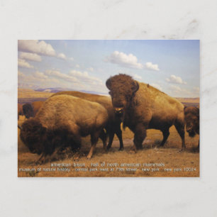 Postal Bison