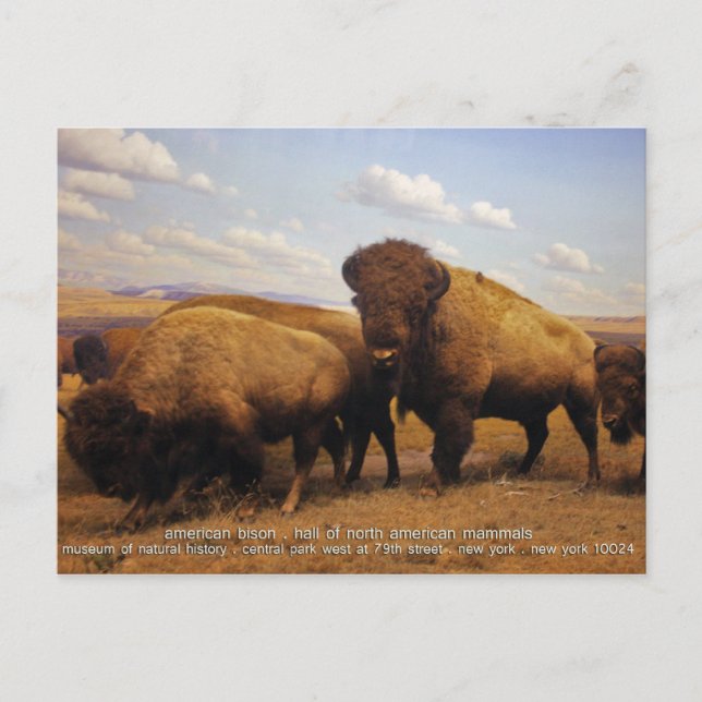 Postal Bison (Anverso)
