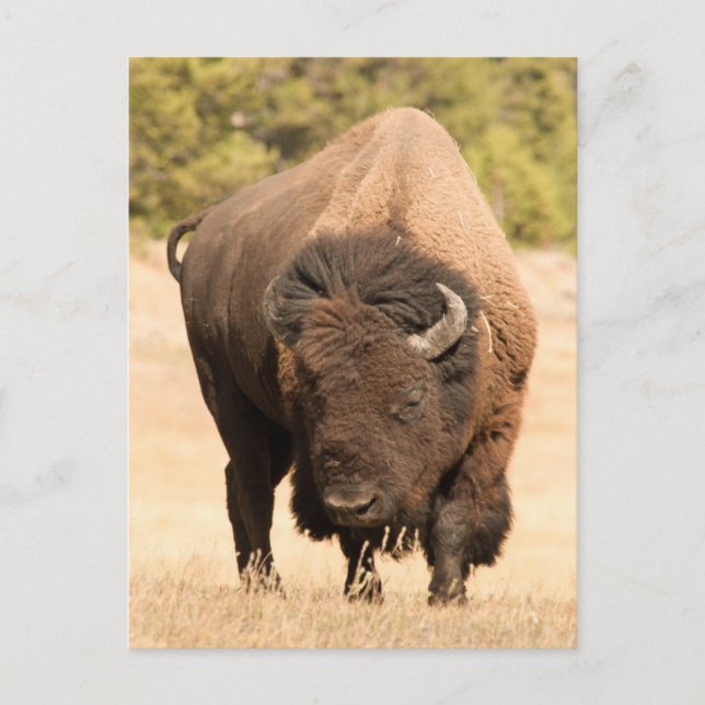 Postal Bison (Anverso)