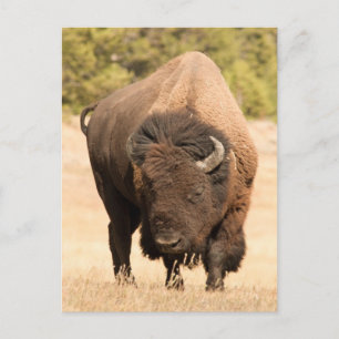 Postal Bison