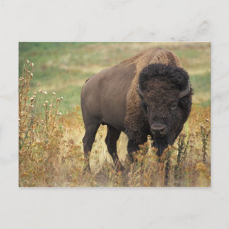 Postal Bison Americana