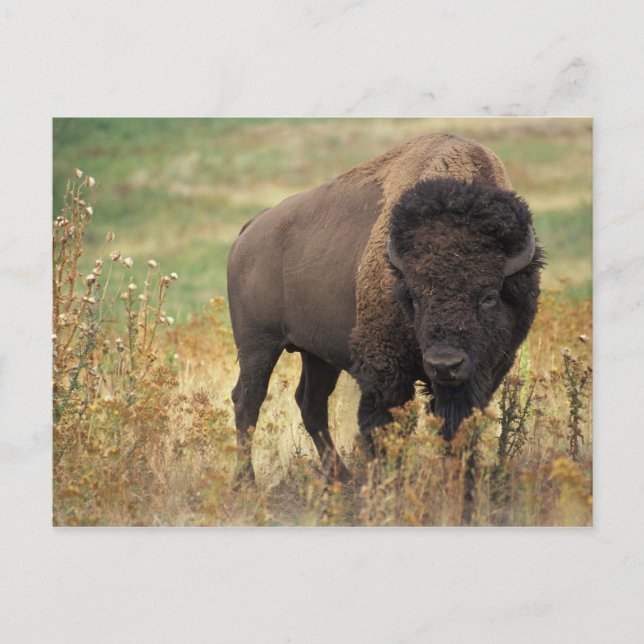 Postal Bison Americana (Anverso)