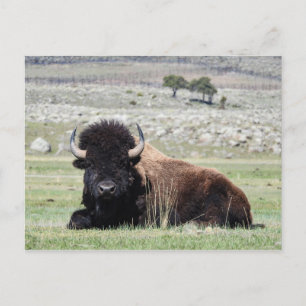 Postal Bison Americana