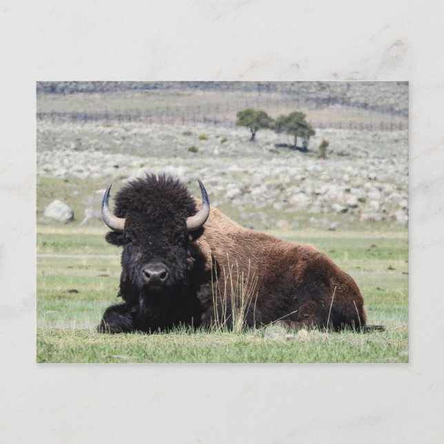 Postal Bison Americana (Anverso)