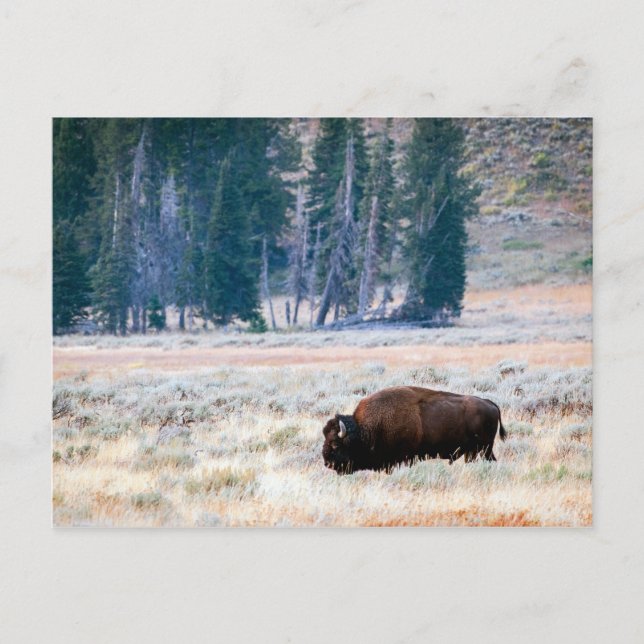 Postal Bison Americano en el Parque Nacional Yellowstone (Anverso)